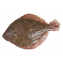 Poisson Turbot entier sauvage