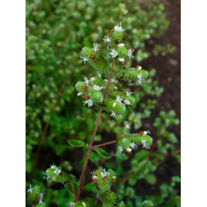 Herbe aromatique marjolaine