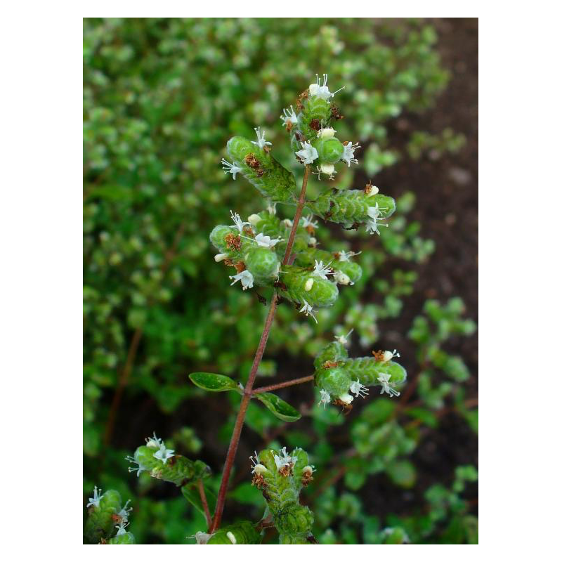 Herbe aromatique marjolaine