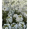 Fleur comestible alysse blanche