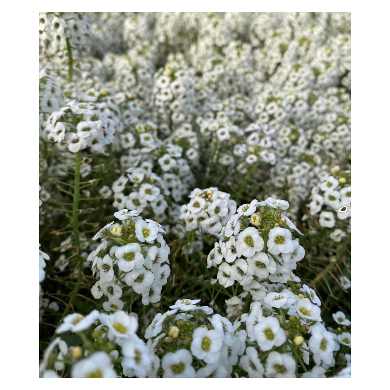 Fleur comestible alysse blanche