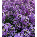 Fleur comestible alysse violette