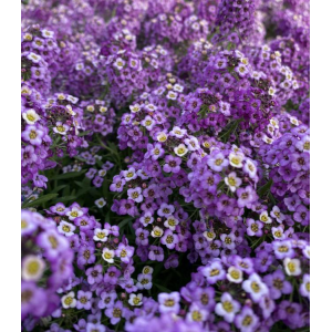 Fleur comestible alysse violette