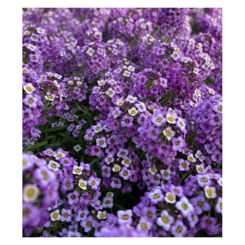 Fleur comestible alysse violette