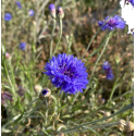 fleur comestible bleuet