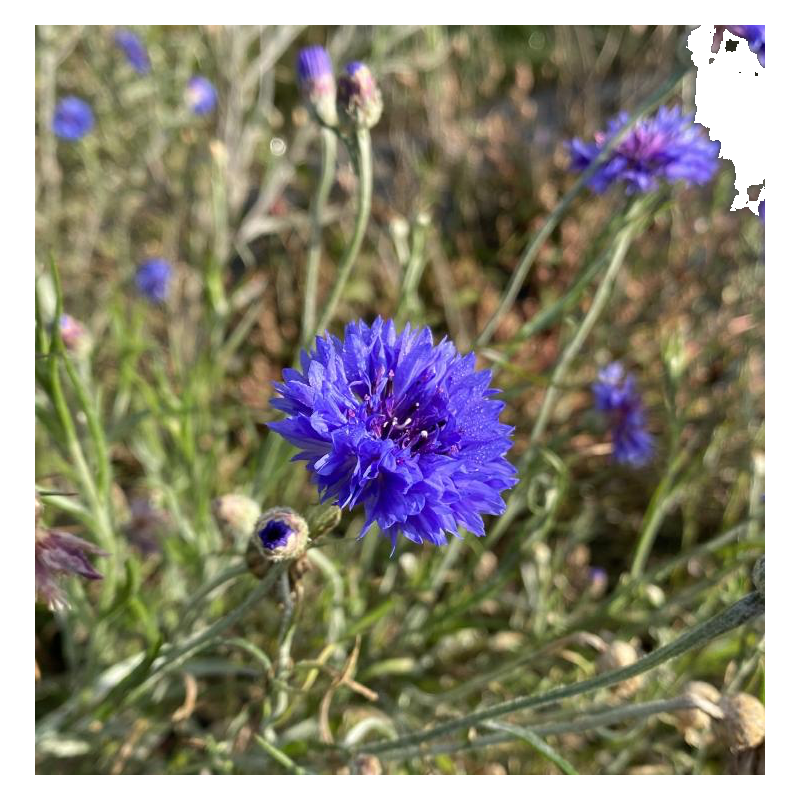 fleur comestible bleuet