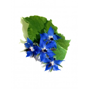 fleur comestible bourrache bleue