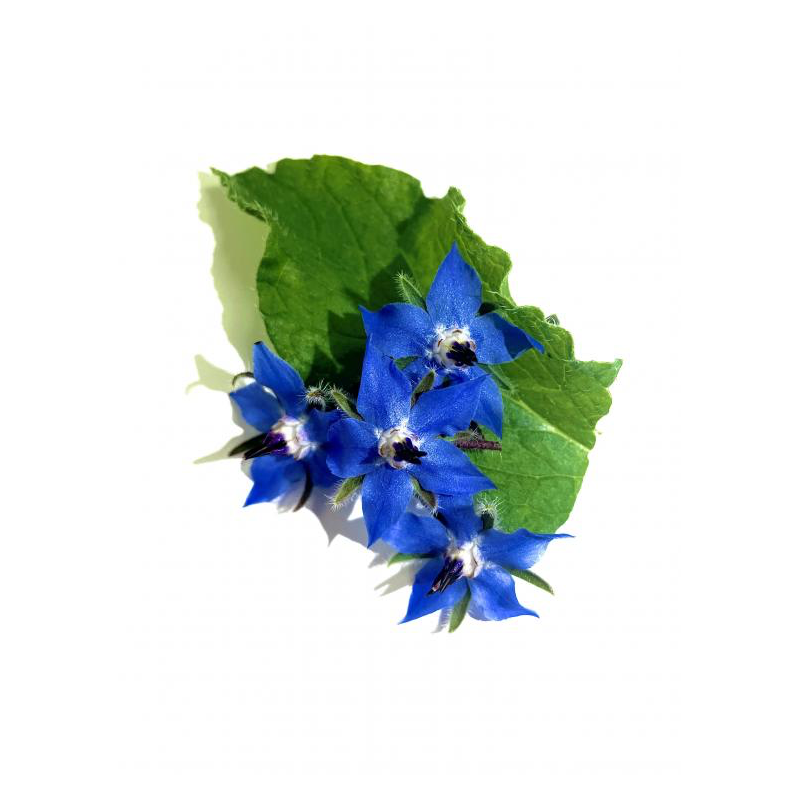 fleur comestible bourrache bleue