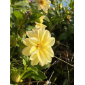 Fleur comestible Dahlia