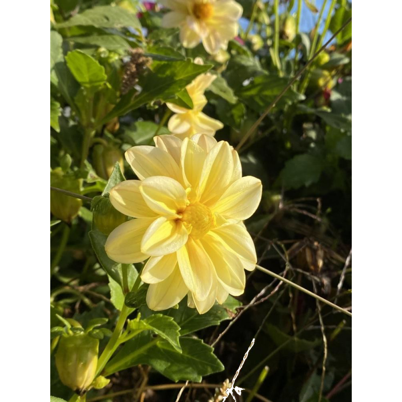 Fleur comestible Dahlia