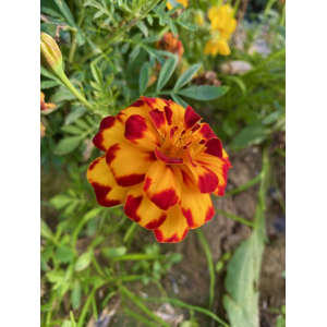 Fleur comestible œillet d'Inde