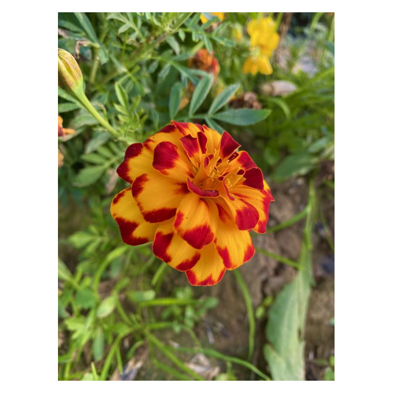 Fleur comestible œillet d'Inde