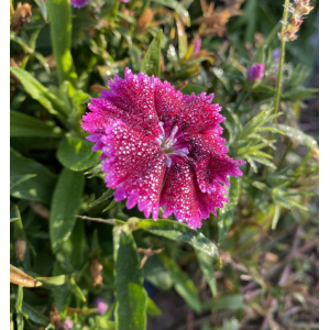 Fleur comestible œillet de Chine