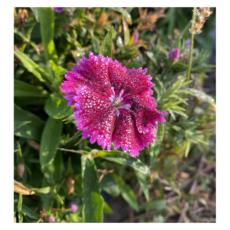 Fleur comestible œillet de Chine