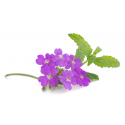 Fleur comestible verveine violette