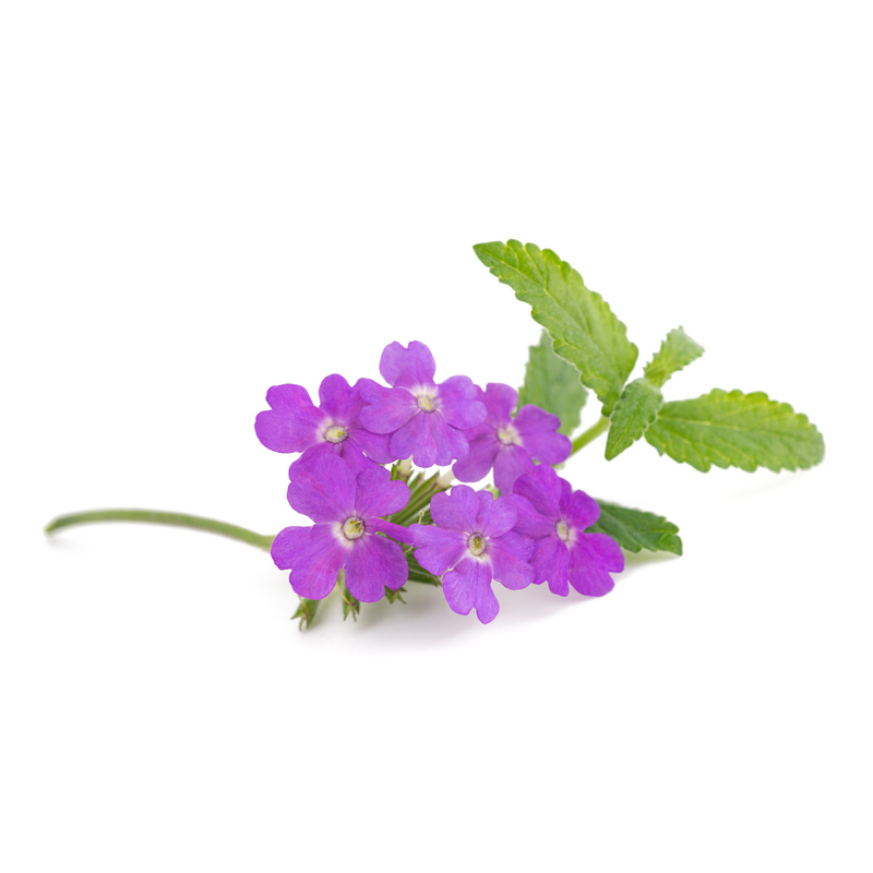 Fleur comestible verveine violette