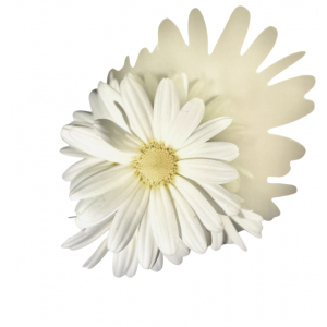 Fleur comestible marguerite