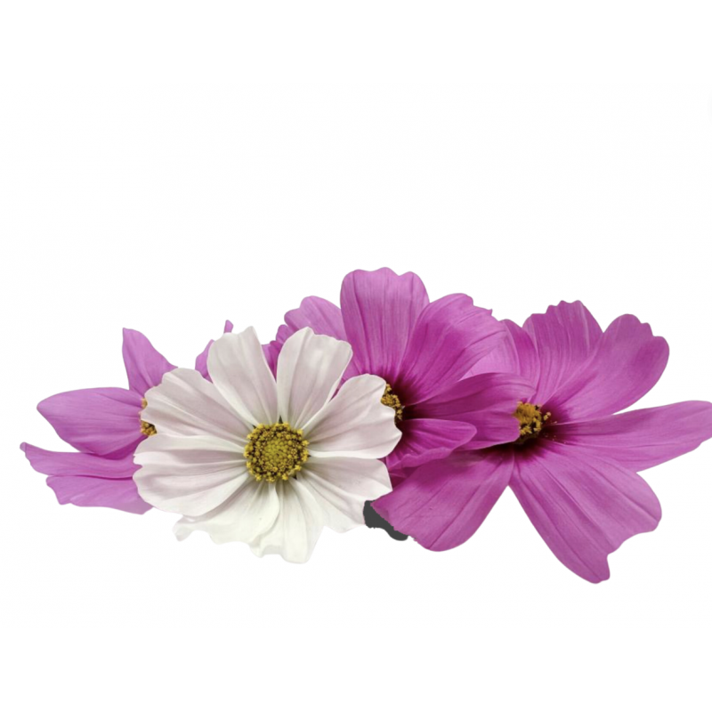 Fleur comestible cosmos