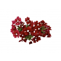 Fleur comestible verveine rouge