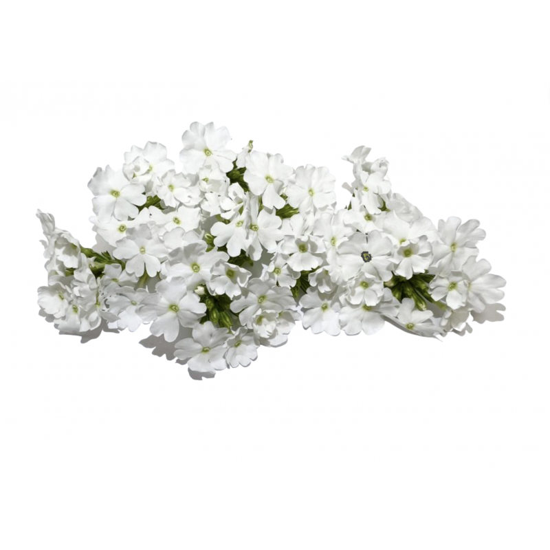 Fleur comestible Verveine Blanche