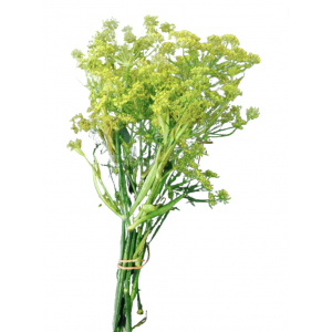 Herbe aromatique fenouil vert