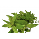 Herbe aromatique verveine