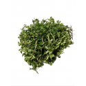 Herbe aromatique thym citron